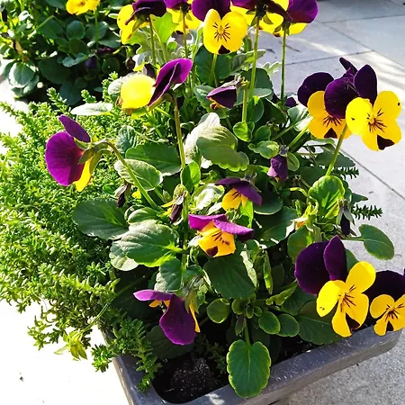 Bed & Breakfast Alfred Panzio 3*