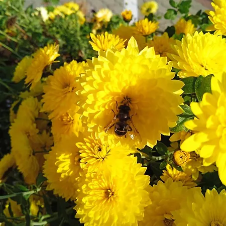 Alfred Panzio Bed & Breakfast 3*