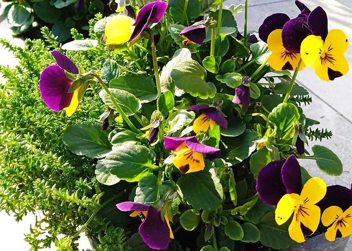 Bed & Breakfast Alfred Panzio 3*