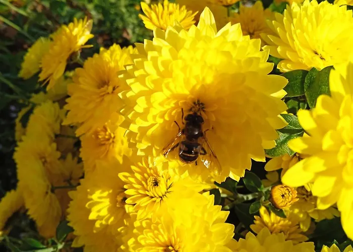 Alfred Panzio Bed & Breakfast 3*